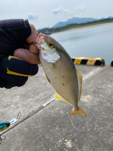 ネリゴの釣果