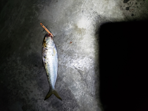 コノシロの釣果