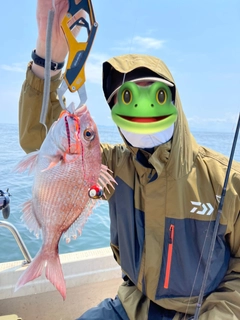 マダイの釣果