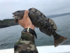 アイナメの釣果