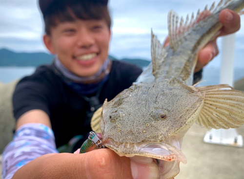 マゴチの釣果