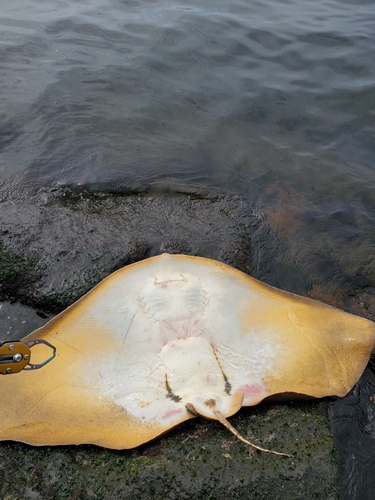 ツバクロエイの釣果