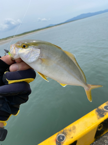 ネリゴの釣果