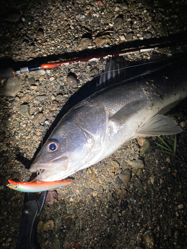 スズキの釣果