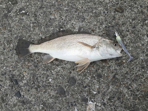 イシモチの釣果