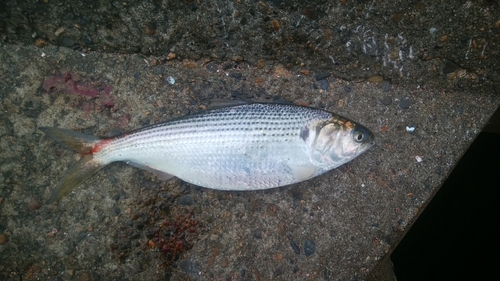 コノシロの釣果