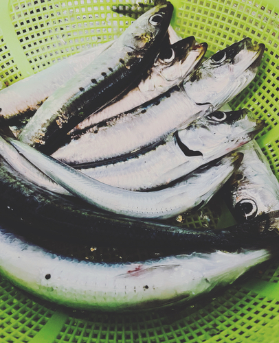 イワシの釣果