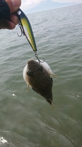 クサフグの釣果