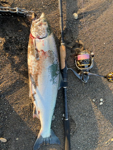 サクラマスの釣果