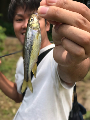 カワムツの釣果