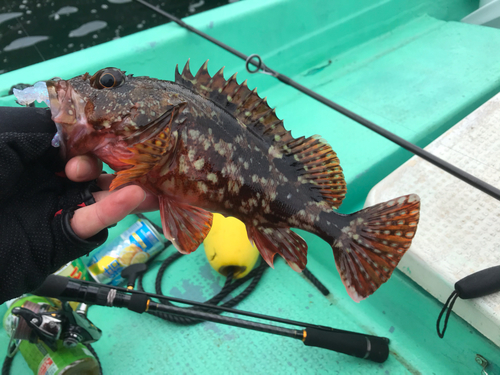 カサゴの釣果