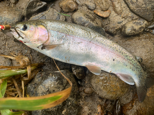 ニジマスの釣果