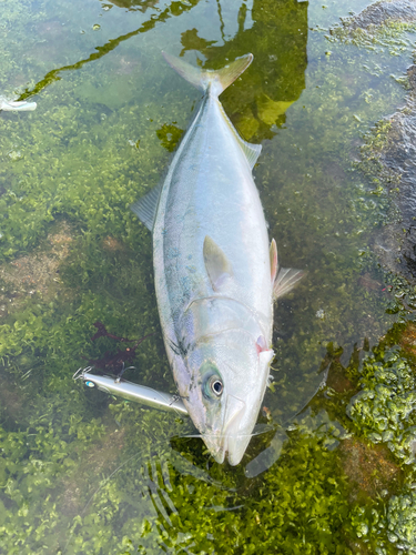 イナダの釣果