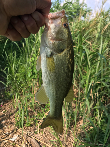 ラージマウスバスの釣果