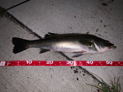 シーバスの釣果