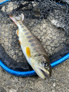 アマゴの釣果