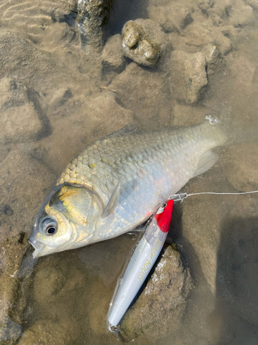 ライギョの釣果