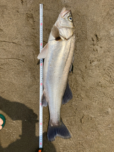 シタビラメの釣果