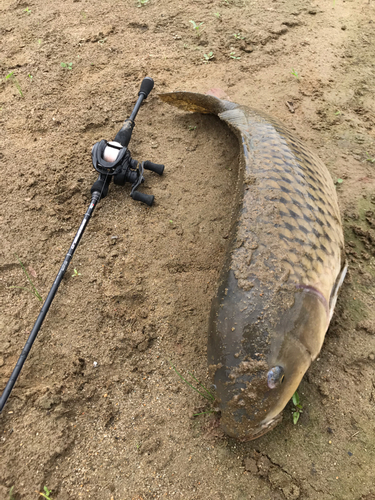 コイの釣果