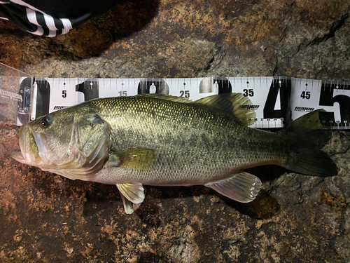 ブラックバスの釣果