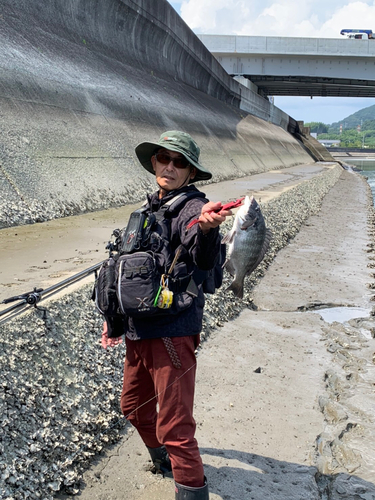 チヌの釣果