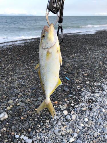 ショゴの釣果