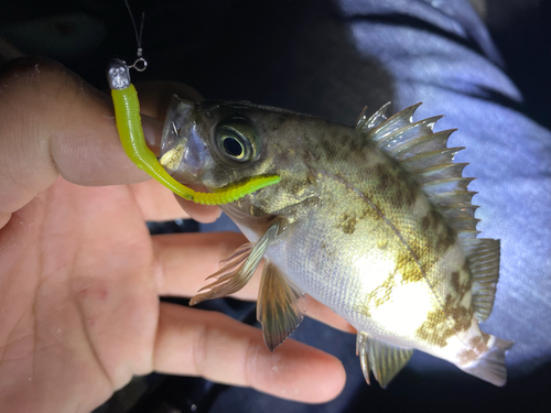 シロメバルの釣果