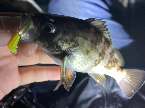 シロメバルの釣果