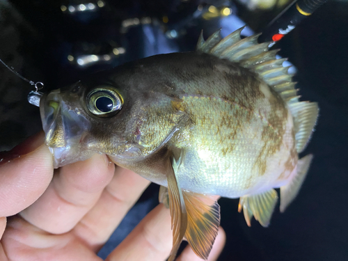 シロメバルの釣果