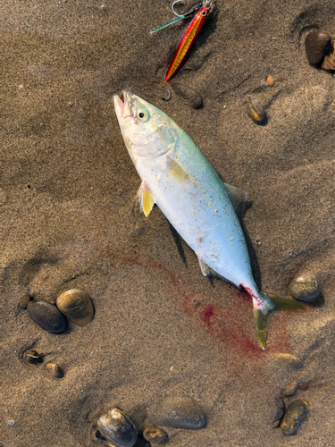 ワカシの釣果