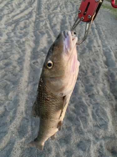 ニゴイの釣果