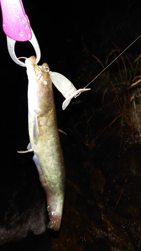 ナマズの釣果