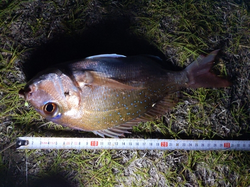 タイの釣果