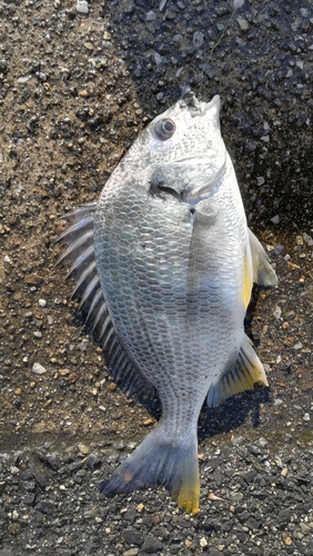 キビレの釣果