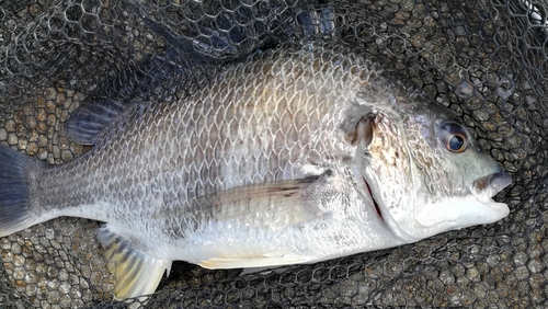 キビレの釣果