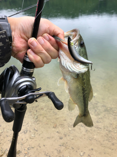 ラージマウスバスの釣果