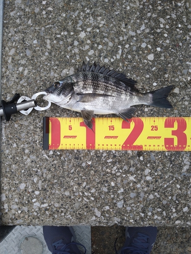 釣果