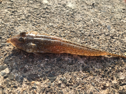 ネズミゴチの釣果