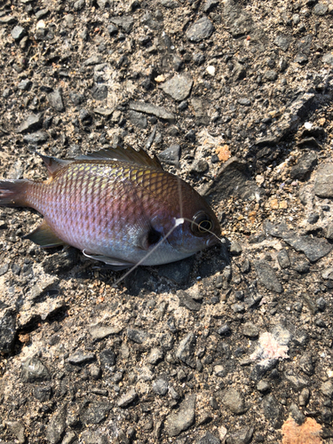 スズメダイの釣果