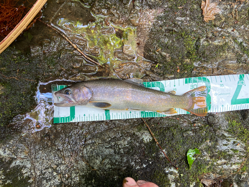 イワナの釣果