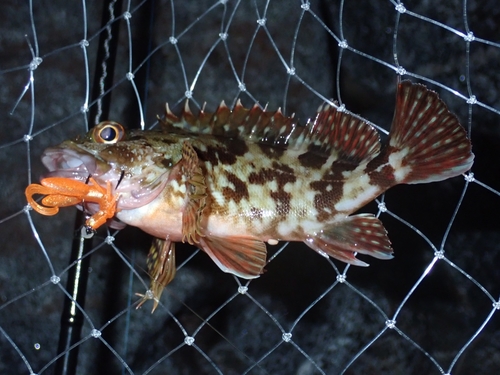 カサゴの釣果