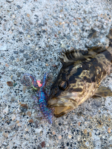 タケノコメバルの釣果