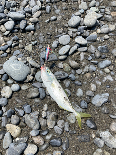 ワカシの釣果