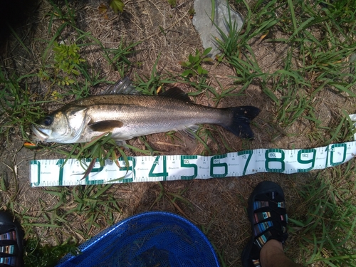 マルスズキの釣果