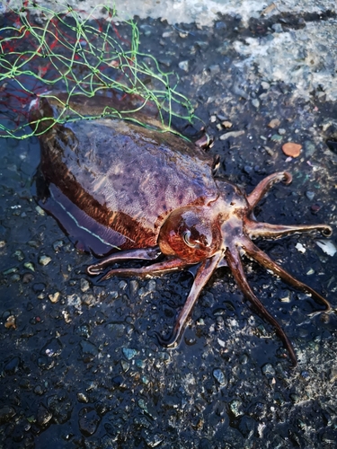 コウイカの釣果