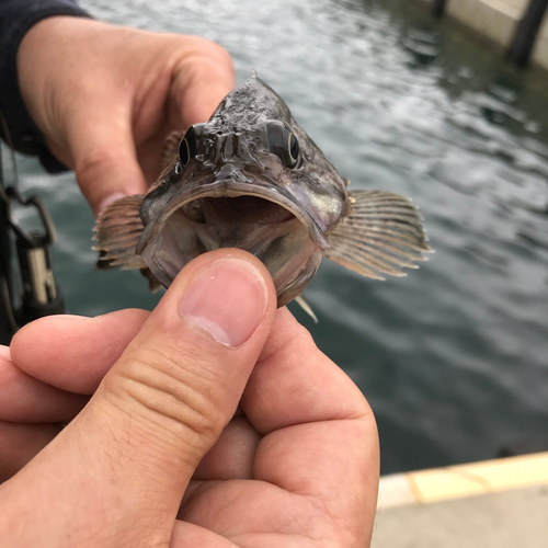 クロソイの釣果