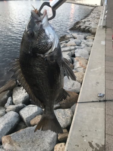 クロダイの釣果