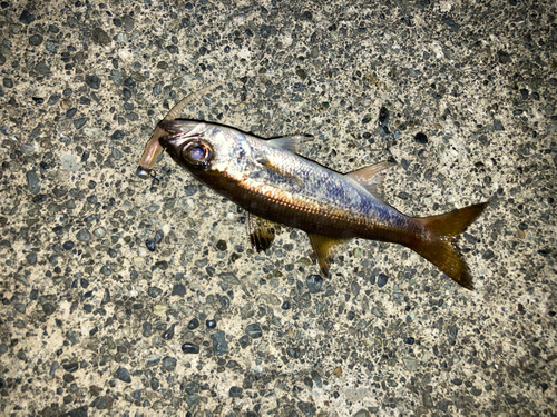 ムツの釣果