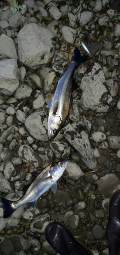 スズキの釣果