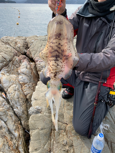 アオリイカの釣果